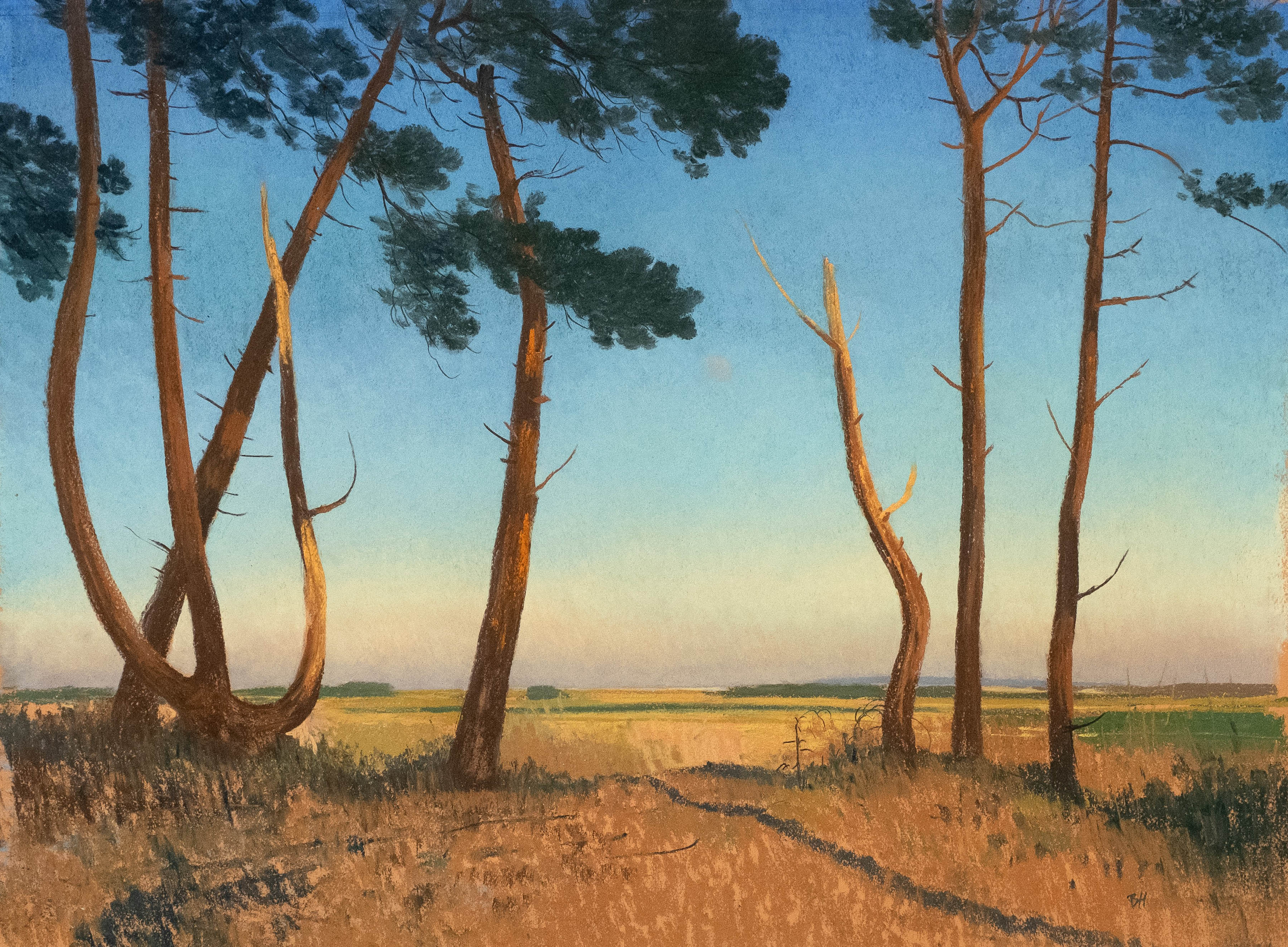 Pine Trees at Holkham Bay, Norfolk